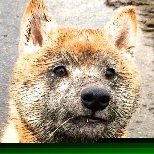 暗夜极速，当F1引擎在街道咆哮，贝恩的阴影笼罩赛场